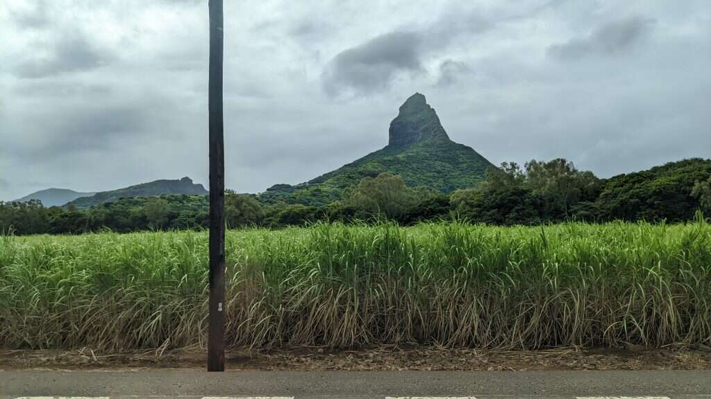 מענפי התעסוקה העיקריים באי. שה של קני סוכר. | רינה נקונצ'ני