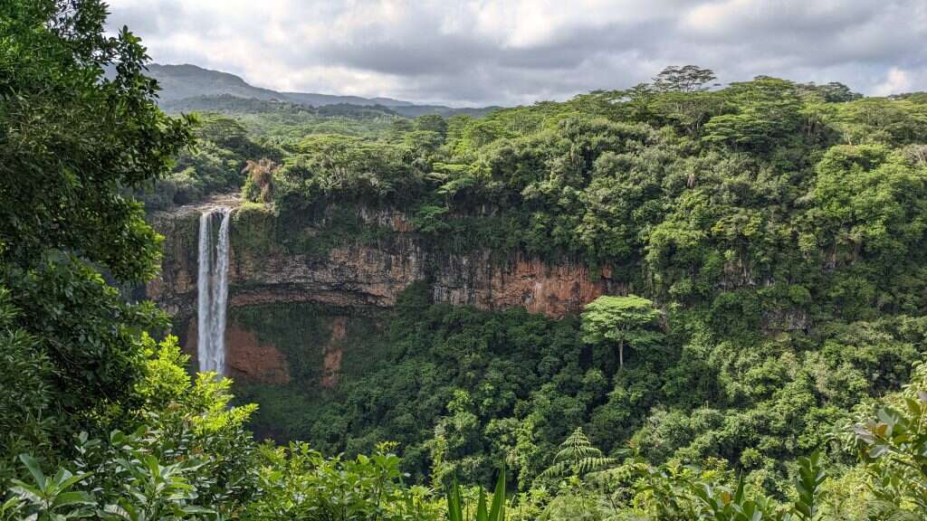 Ebony Forest. | רינה נקונצ'ני