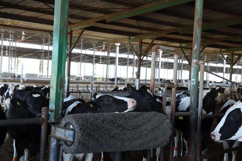 צורך התנהגותי להתגרד. מברשת משאית ניקוי רחובות שעברה הסבה. | יעל (פרוינד) אברהם