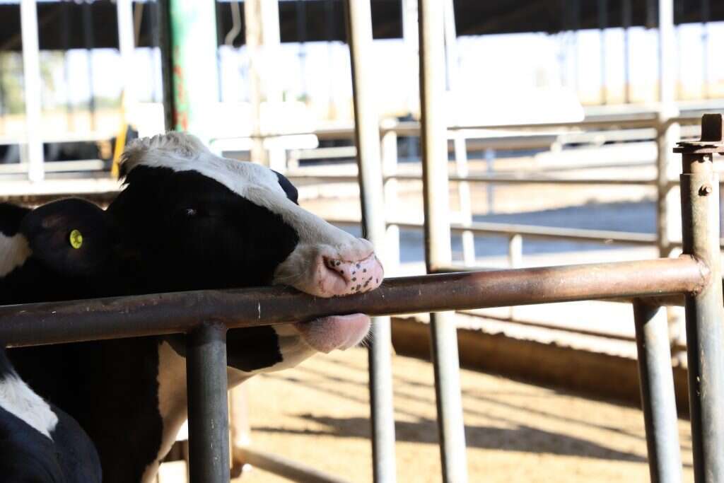 בטבע היא לא מתנהגת כך. פרה מדגימה התנהגות סטריאוטיפית. | יעל (פרוינד) אברהם