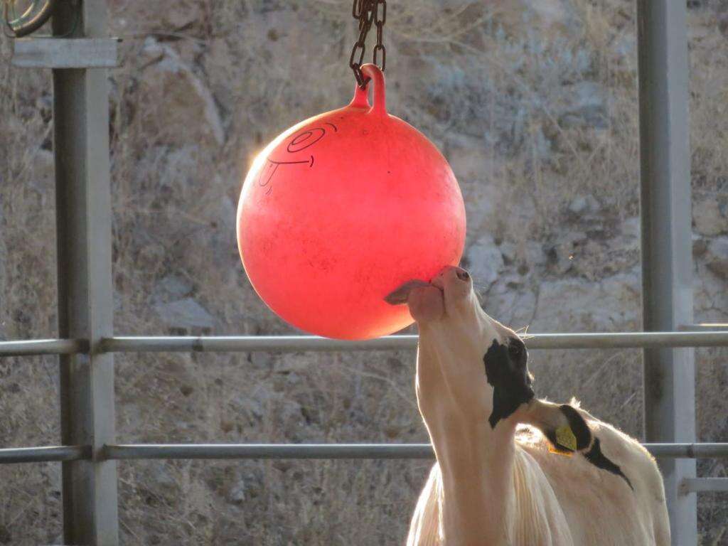 יש התפתחות קוגניטיבית של המוח מכל החוויות האלה. | רפתנות מודעת