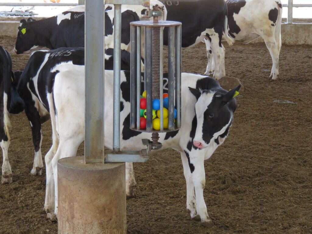 צעצוע לפרות, פרי מוחם של רפתנים יצירתיים. | רפתנות מודעת