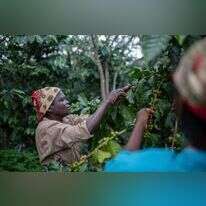 מטע קפה ברכס גורונגוסה במוזמביק. | AFP