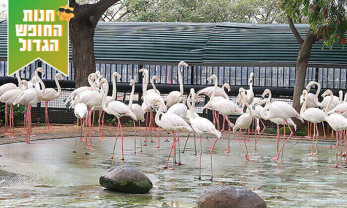 חי כיף ראשון