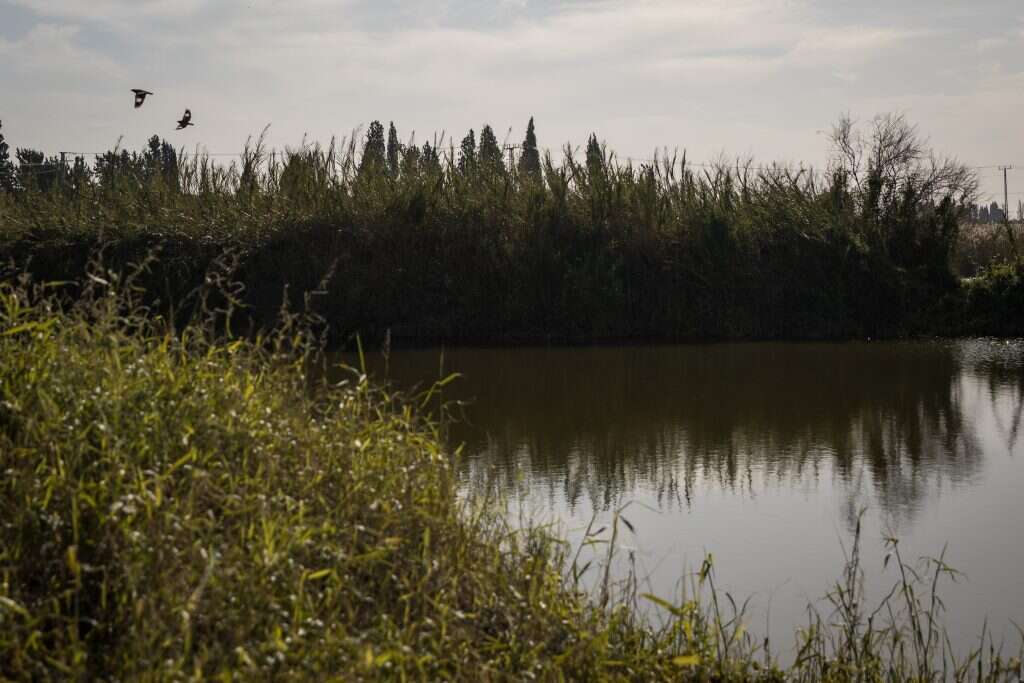 נחל אלכסנדר, אילוסטרציה. | הדס פרוש, פלאש 90
