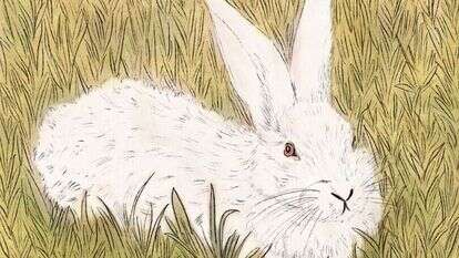 איור: שרון ארדיטי