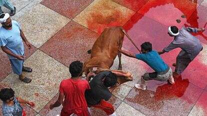 שחיטת פר בפקיסטן בסיום חג הקורבן המוסלמי. | AFP