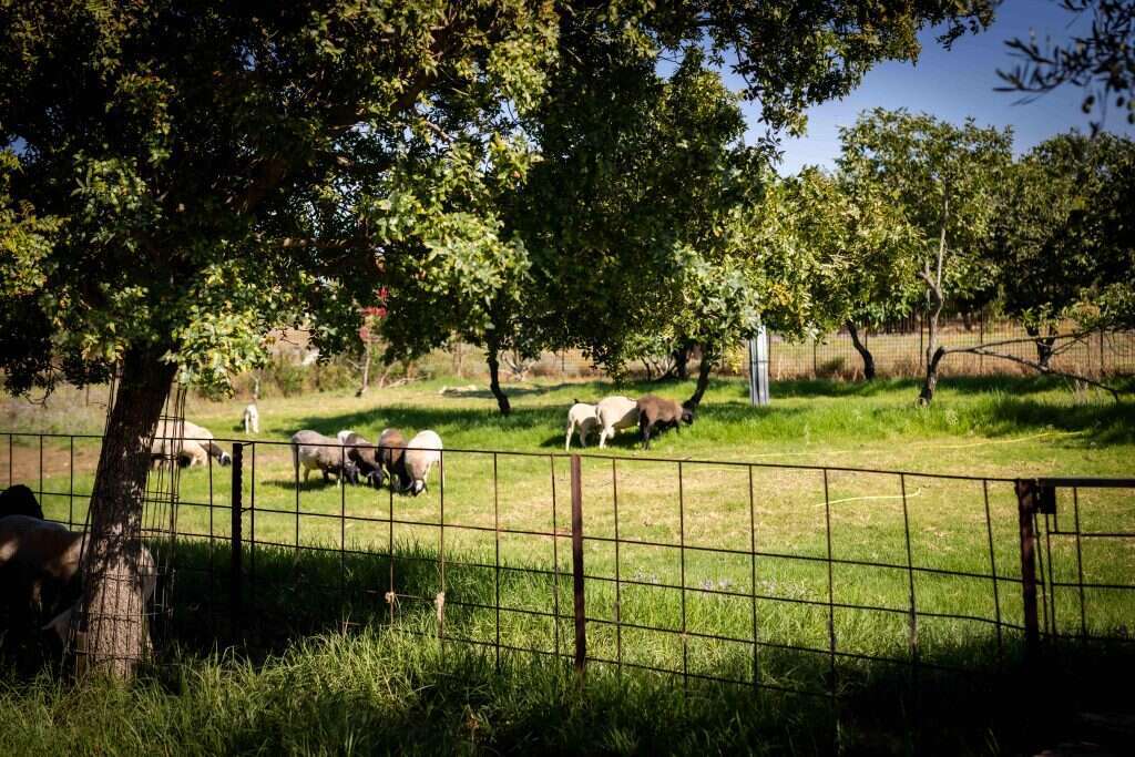 החלב שלהן אחראי לכל מה שקורה פה. העיזים במרכז שני. | אריק סולטן החלב שלהן אחראי לכל מה שקורה פה. העיזים במרכז שני. | אריק סולטן