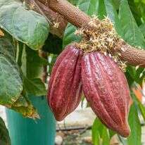 תרמילי קקאו על העץ. | יוסי אלוני