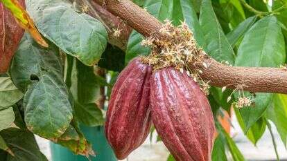 תרמילי קקאו על העץ. | יוסי אלוני