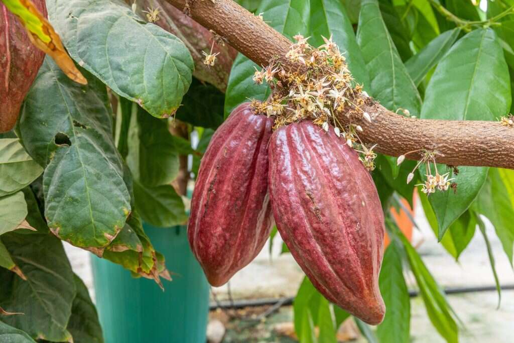תרמילי קקאו על העץ. | יוסי אלוני תרמילי קקאו על העץ. | יוסי אלוני