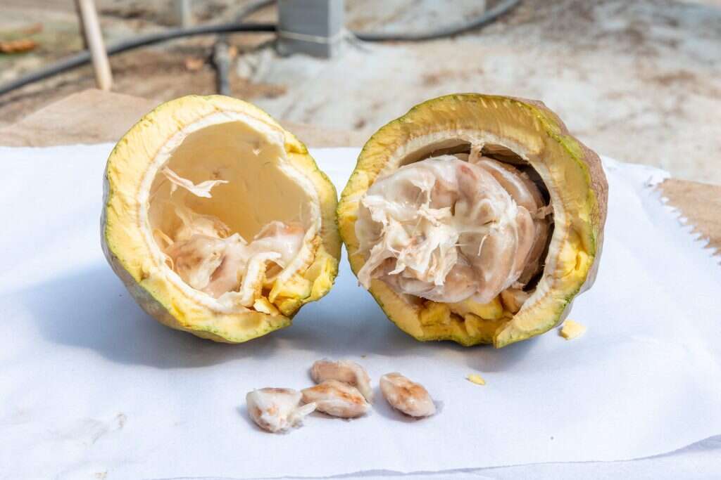 הפולים הם עיקר העניין. זרעי הקקאו והפולפה, הנוזל שמדביק אותם. | יוסי אלוני הפולים הם עיקר העניין. זרעי הקקאו והפולפה, הנוזל שמדביק אותם. | יוסי אלוני