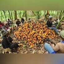 המדינות העשירות שמייבאות את הקקאו הן שקוצרות את הכסף הגדול. קציר תרמילים בקמרון. | גטי אימג'ס