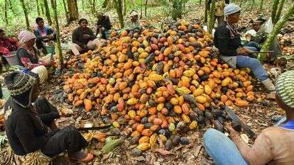 המדינות העשירות שמייבאות את הקקאו הן שקוצרות את הכסף הגדול. קציר תרמילים בקמרון. | גטי אימג'ס המדינות העשירות שמייבאות את הקקאו הן שקוצרות את הכסף הגדול. קציר תרמילים בקמרון. | גטי אימג'ס