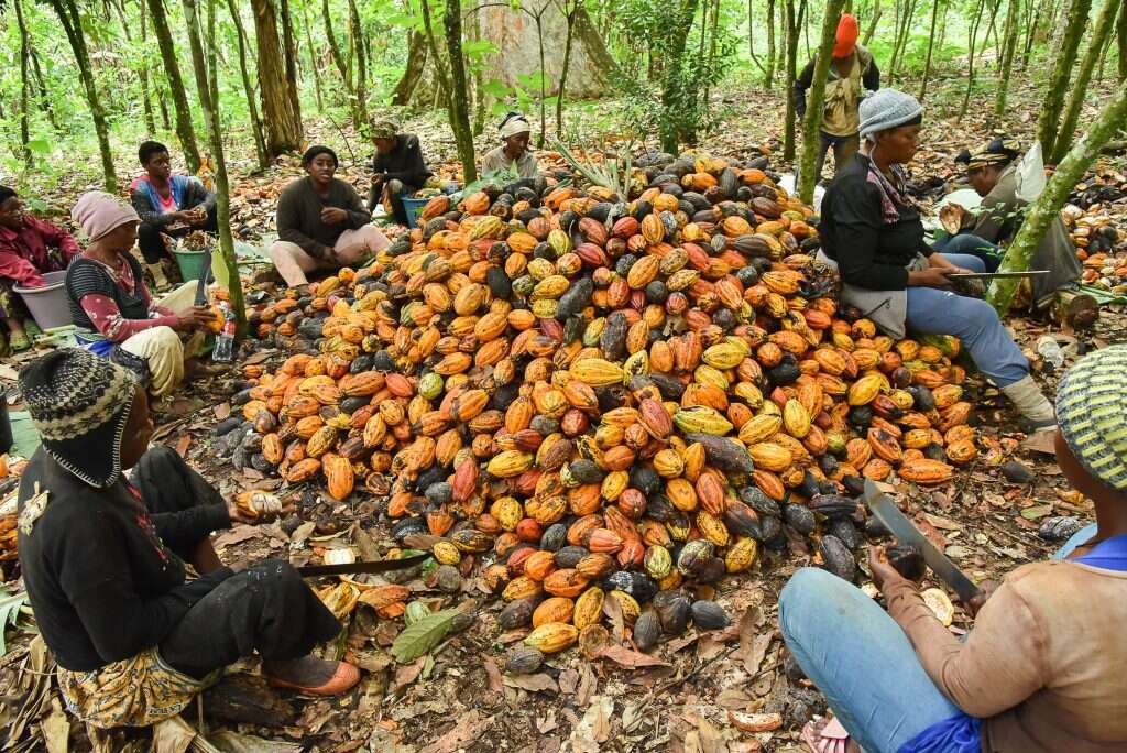 המדינות העשירות שמייבאות את הקקאו הן שקוצרות את הכסף הגדול. קציר תרמילים בקמרון. | גטי אימג'ס המדינות העשירות שמייבאות את הקקאו הן שקוצרות את הכסף הגדול. קציר תרמילים בקמרון. | גטי אימג'ס