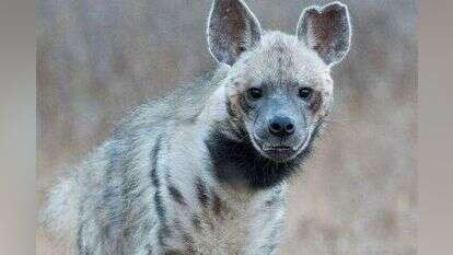 רותי הצבועה. | אפי כהן, מתנדב רשות הטבע והגנים