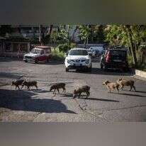 חכמים, מסתגלים ואוכלי כול. חזירים ברחובות רומא. | גטי אימג'ס