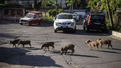 חכמים, מסתגלים ואוכלי כול. חזירים ברחובות רומא. | גטי אימג'ס