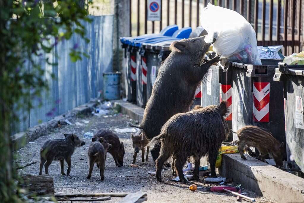 מתקררים במזרקות ומתרווחים על מדרכות. חזירי העיר. | גטי אימג'ס
