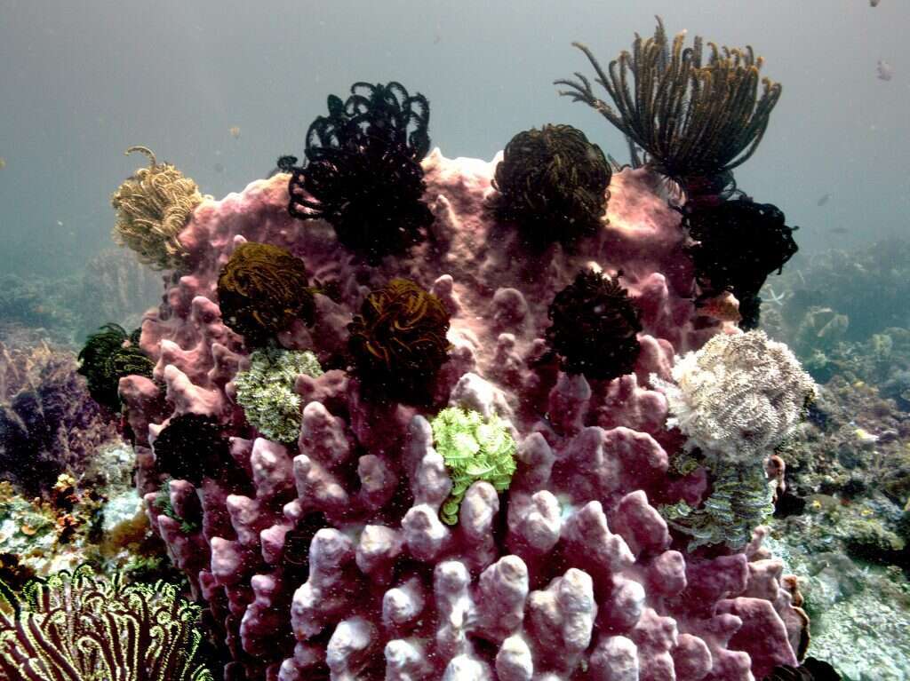 דריה אקאיינק