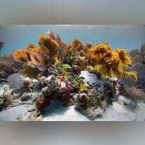 שונית אלמוגים בים סוף. | ד"ר טום שלזינגר