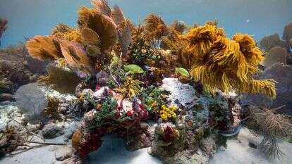 שונית אלמוגים בים סוף. | ד"ר טום שלזינגר