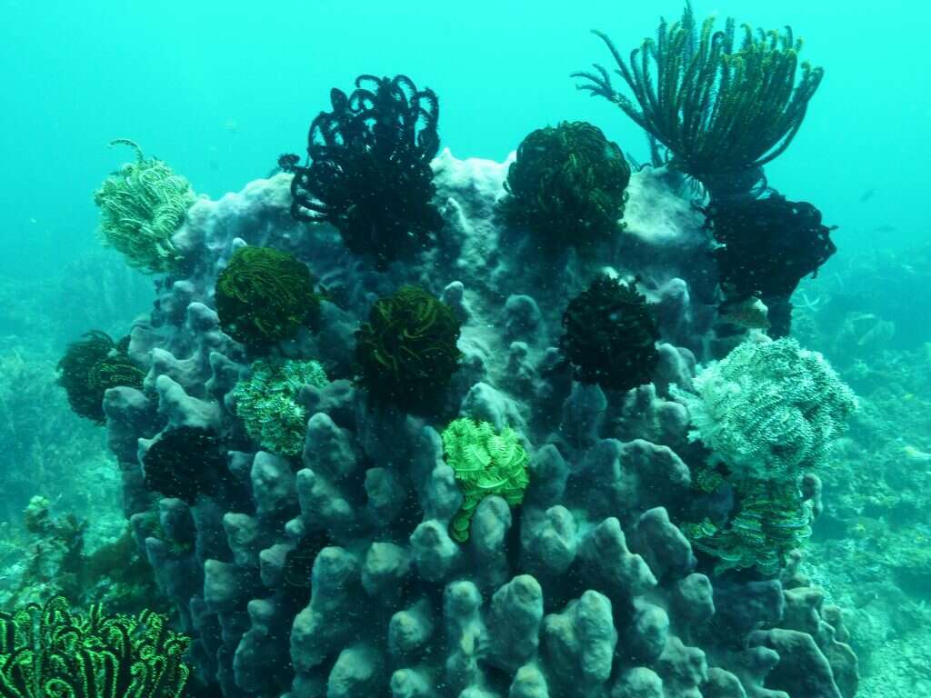 התמונה לפני ההמרה. | דריה אקאיינק