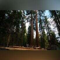 עצי סקויה בפארק יוסמיטי בקליפורניה. | בלומברג