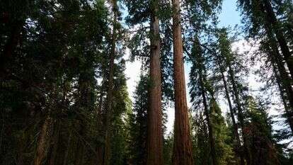 עצי סקויה בפארק יוסמיטי בקליפורניה. | בלומברג