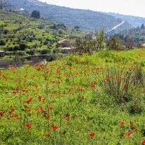 נוף ברכס לבן, 2019. | גרשון אלינסון, פלאש 90