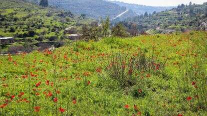 נוף ברכס לבן, 2019. | גרשון אלינסון, פלאש 90