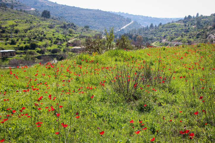 נוף ברכס לבן, 2019. | גרשון אלינסון, פלאש 90