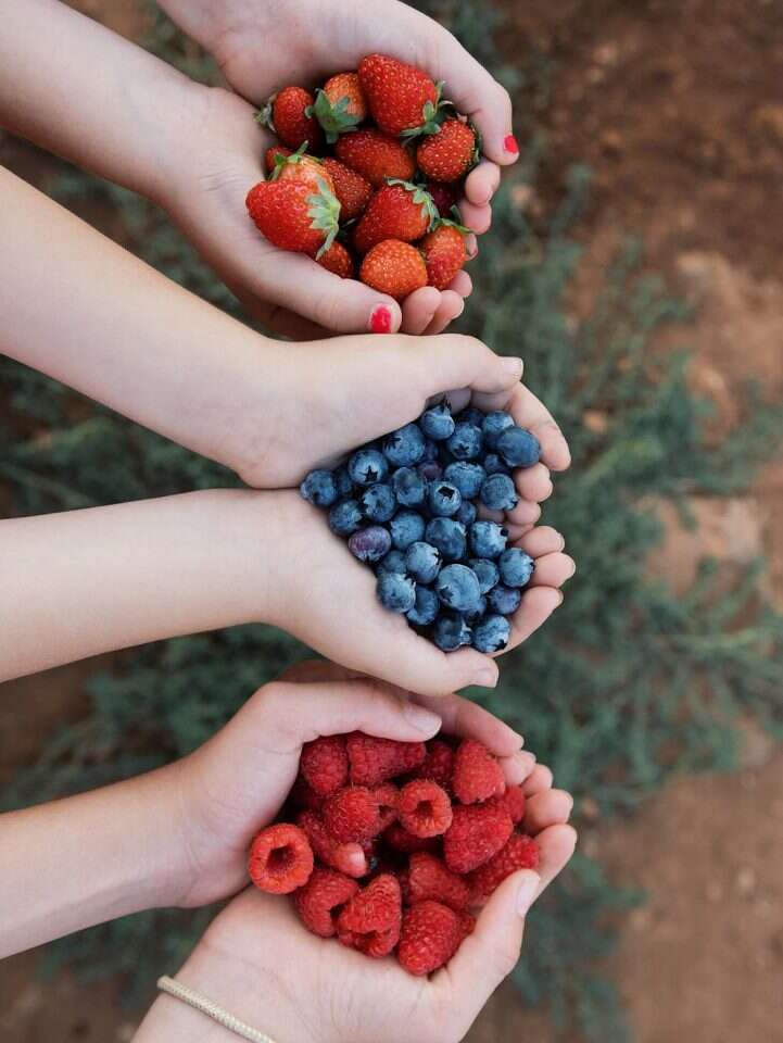 חוויה חקלאית. | ציירות בנימין חוויה חקלאית. | ציירות בנימין