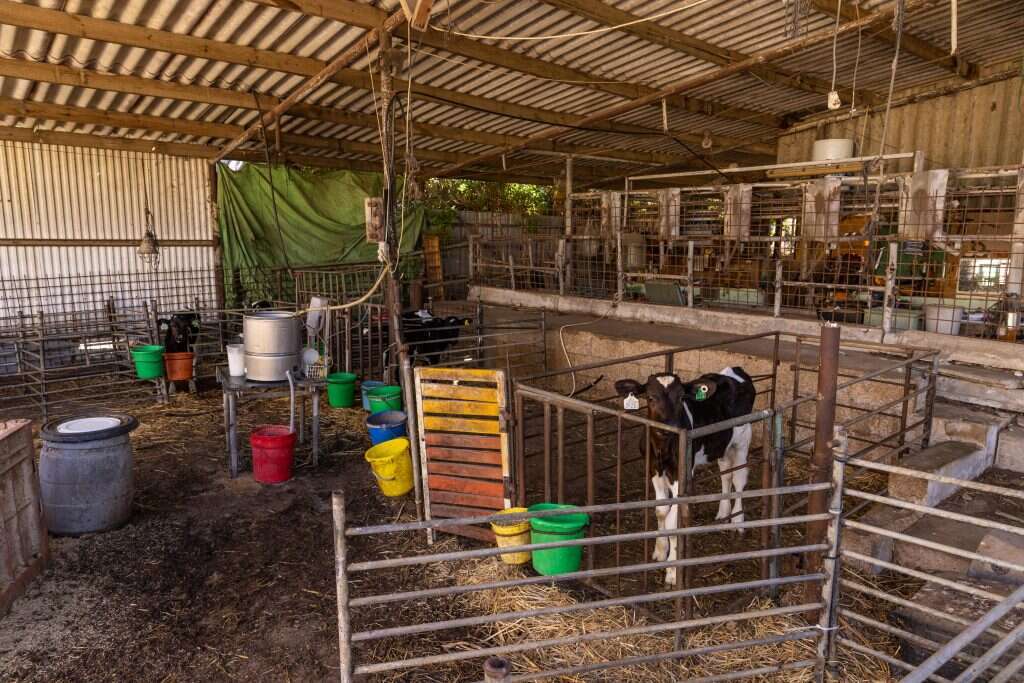 ברוך גרינברג