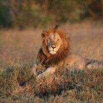 אריה. | Haim Shohat/Flash90