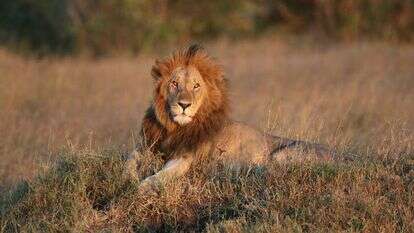 אריה. | Haim Shohat/Flash90