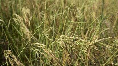 שיחי האורז המצהיבים. | איי.פי שיחי האורז המצהיבים. | איי.פי