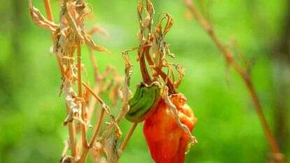 פלפל צ'ילי סיני קמל בחום הכבד. | איי.פי