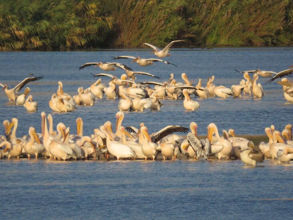 שקנאים באגמון החולה. קרדיט: עינבר שלומית רובין, קק"ל