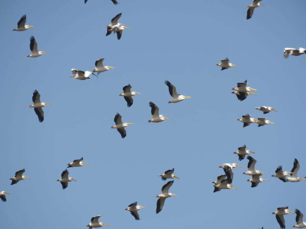 נדידת ציפורים לקראת הסתיו. | עינבר שלומית רובין, קק"ל