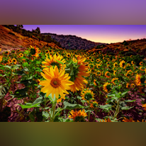 קבלות שבת בחווה בגיא. | קובי הראתי