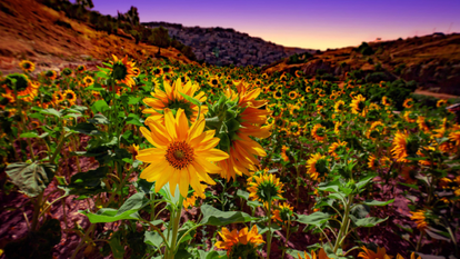קבלות שבת בחווה בגיא. | קובי הראתי