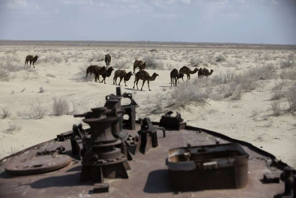 עכשיו הן שוכבות על צידן, מדחפיהן קבורים למחצה בחול. גמלים וספינה במדבר אראל. | AP