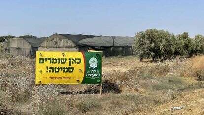 שדה בשנת שמיטה. | אופיר דוד