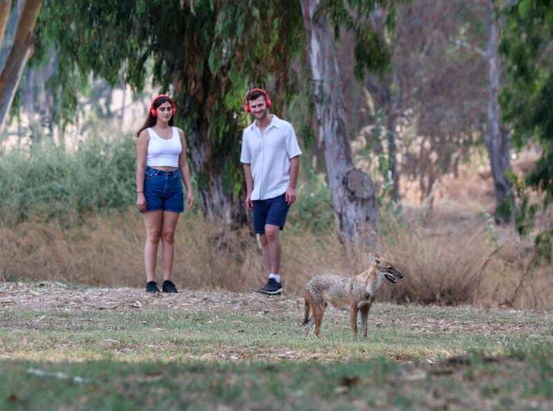 יללת התנים בפארק. | עופר ועקנין