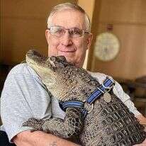 "אני תמיד מבקש רשות לפני שאני לוקח אותו לכל מקום. זה חשוב מאוד עם אליגטורים". וולי בזרועותיו של הני. | באדיבות ג'וי הני