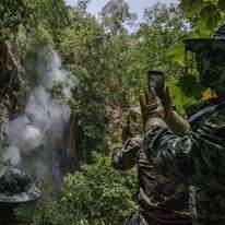 קוני דבש מצטרפים לרודי הדבש וצופים מרחוק בכוורות. | קווין פרייר, גטי אימג'ס