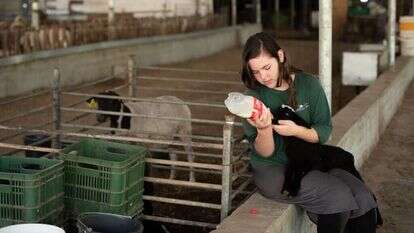 שריה דיאמנט