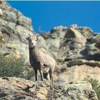 מנגנון קבוצתי שבו מושלכים תכנים רגשיים קשים על חבר קבוצה. שאטרסטוק