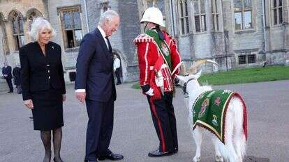 המלך צ'רלס ורעייתו קמילה בוחנים עז, קמע מקומי, בביקור בטירת קרדיף בשבת | איי.אף.פי